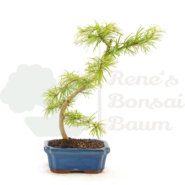 eibe weie nadeln Eibe Baum kaufen
