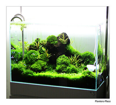 Variety of 5 Live aquarium Moss species, Very Easy, live aquarium plants