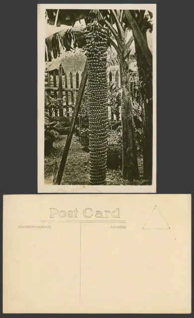 Singapore Old Real Photo Postcard Banana Tree Bananas Garden Straits Settlements