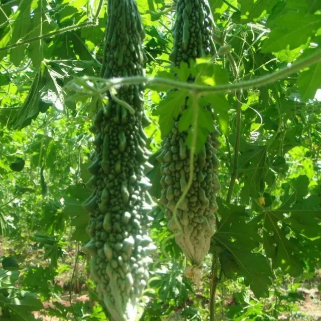 BITTER GOURD Indian Magara 5 Seeds TROPICAL ASIAN Vegetable Garden BITTER MELON