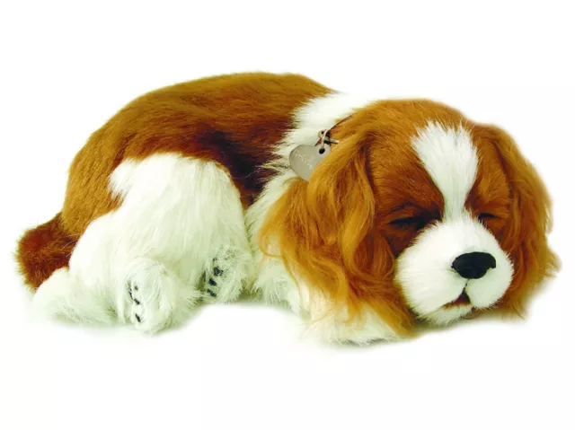 Precious Petzzz - Cavalier King Charles Spaniel