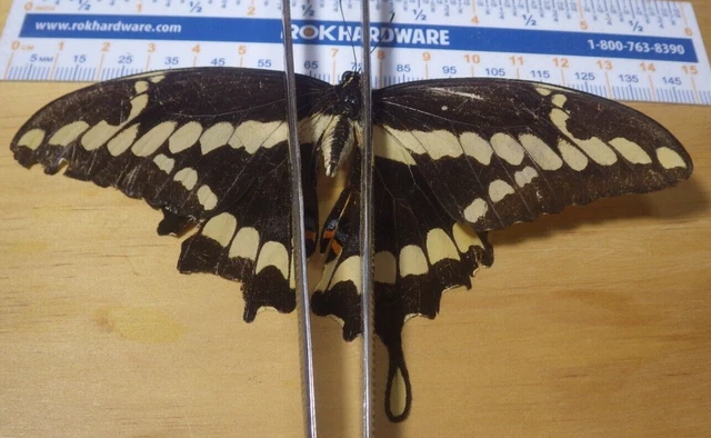 Giant Swallowtail Butterfly Papilio cresphontes Papiliondae Southeast Texas E22
