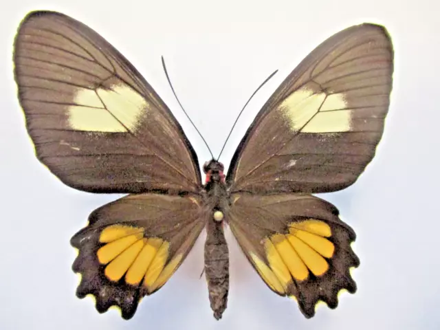 Entomologie Papilionidae Parides aeneas huallaga femelle Perou