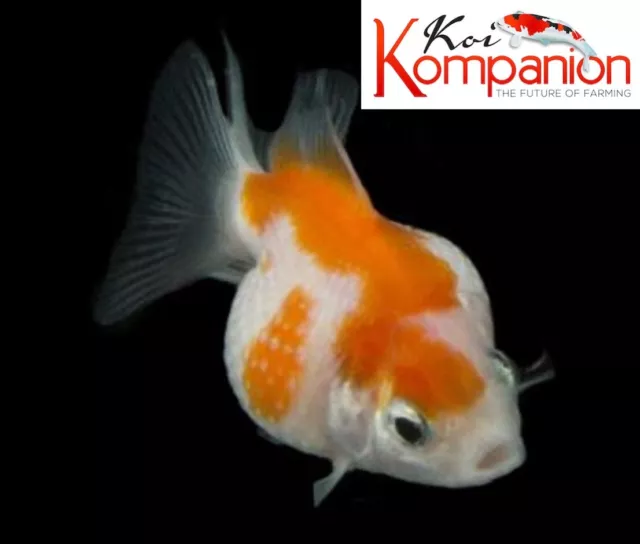 3/5/10X Assorted Pearlscale Goldfish Pond Aquarium Freshwater Fish Koi Kompanion