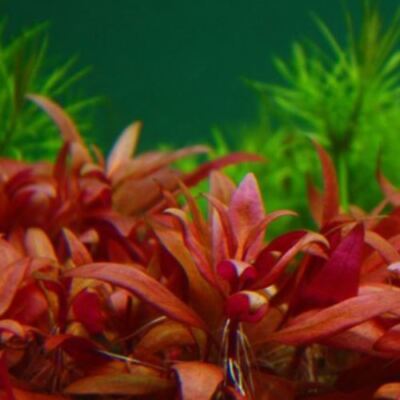 Alternanthera Reineckii Rosanervig Red Tissue Culture B2G1 Live Aquarium Plants 3