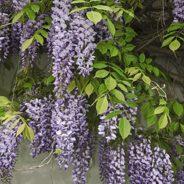 Wisteria sinensis Prolific Climber Lilac-Blue 2 x 1.5 Litre Potted Plant by T&M