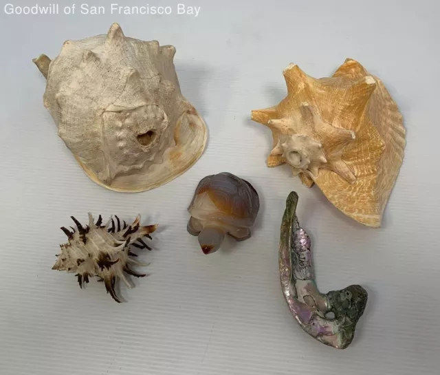 5 Lbs Natural Sea Shells Conch Murex And Carved Turtle Lot Home Decorative