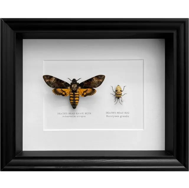Deaths Head Hawk Moth & Death's Head Bug Taxidermy Frame (Acherontia atropos)
