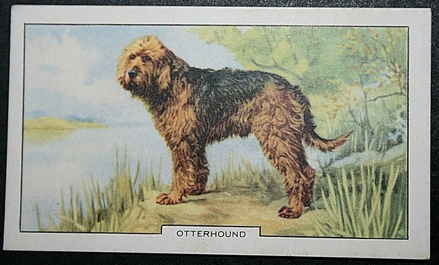 OTTERHOUND  Vintage 1930's Illustrated Dog Card    SC23M