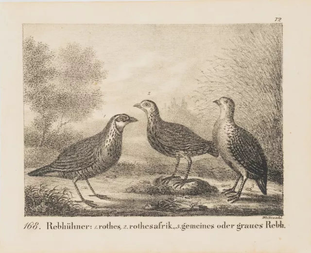 R. WEIBEZAHL (19.Jhd), Zoologische Darstellung, Rebhühner, Lithographie