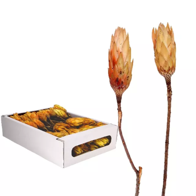 Protea Repens - groß - 100 Stück - creme