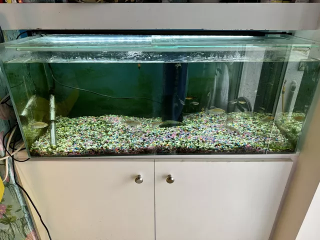 Large 100 L Fish Tank, Comes With Pump, Filter, Heater, And Automated Light Bar