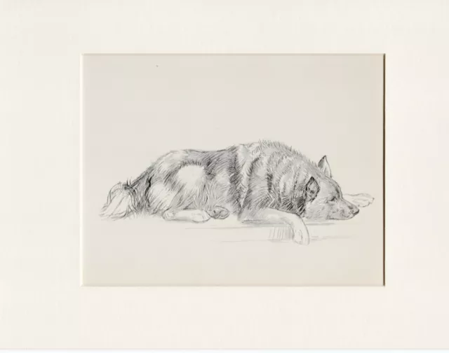 ELKHOUND CHARMING OLD 1938 DOG SKETCH MOUNTED PRINT by KF BARKER