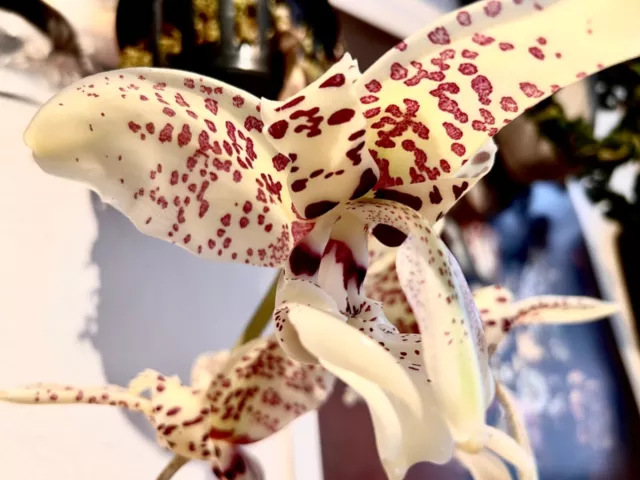 Stanhopea jenischiana x tigrina profumo orchidea XL #1