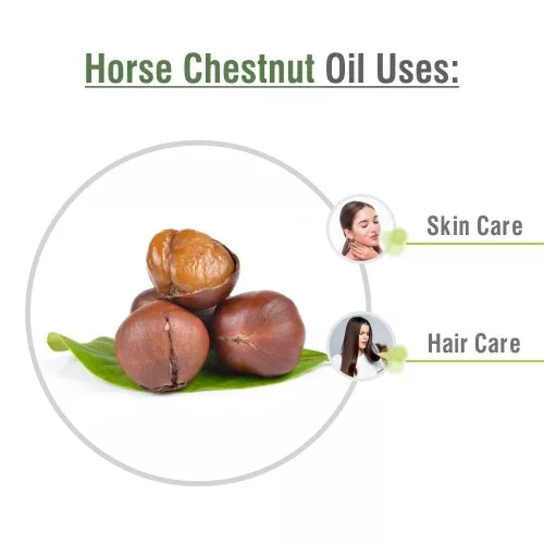 Horse Chestnut (Aesculus) 100% Naturel Essentiel Huile- { 10ml-5000ml } 3