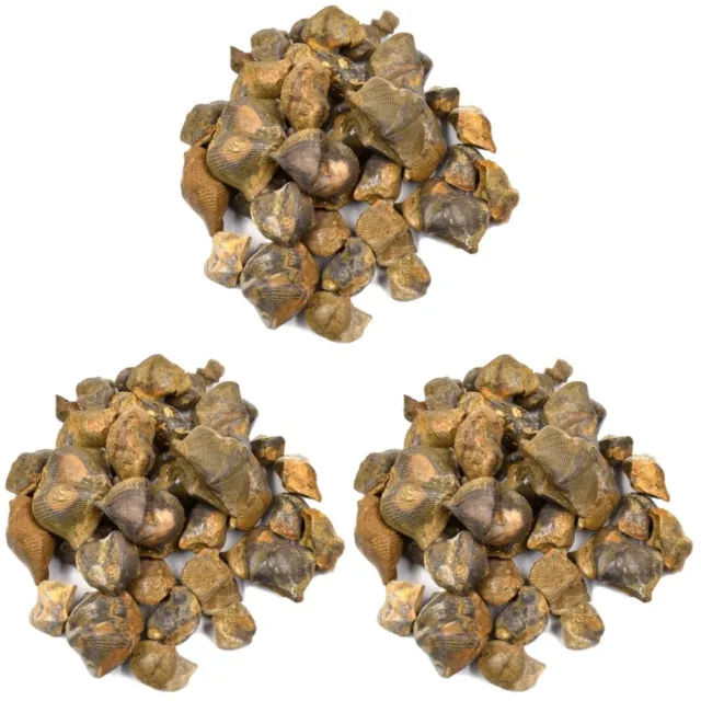 3 confezioni di ornamenti fossili per studenti rondine pietra per bambini collezione