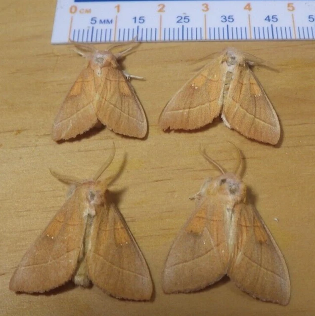 4X White-Dotted Prominent Moths Nadata gibbosa Notodontidae East Central IL H19
