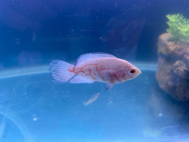 1 Albino Tiger Oscar good genetics (1.5-1.75") Live Fish 2 Day Fedex Shipping 