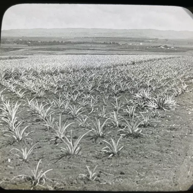Magic Lantern Glass Slide Photo Keystone Pineapple Plantation Honolulu Hawaii