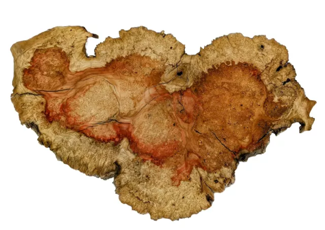 Red Flame Box Elder Burl  Slab With Natural Edge (2 in. thick X  21 In. X 32 in)