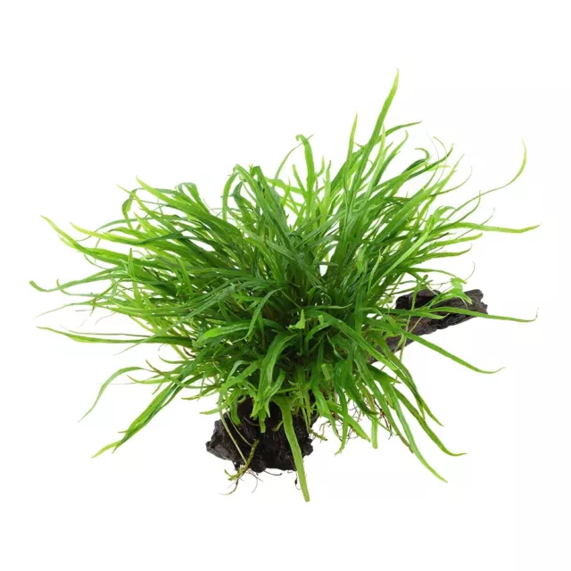 Aquarium Plante Microsorum Pteropus 'Trident' Sur Racine Tropica Nr.008G Yws 2