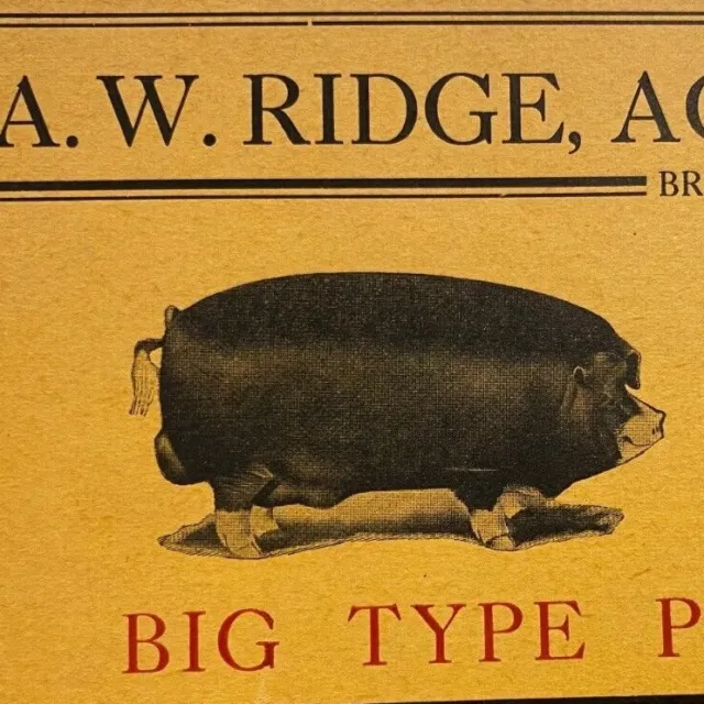 1900s Ridge Agency Poland Chinas Pure Bred Shropshire Sheep Breeder Missouri 1