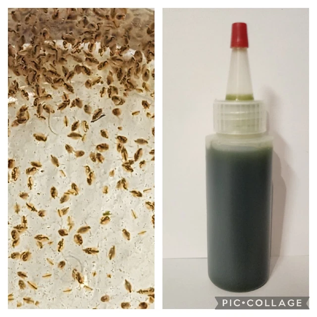 200+ Live Daphnia Magna + Free Daphnia Food, Live Fish Food
