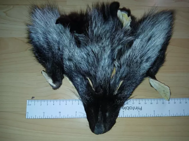 Genuine silver morph fox (Vulpes vulpes) face pelt skin rug fur taxidermy craft