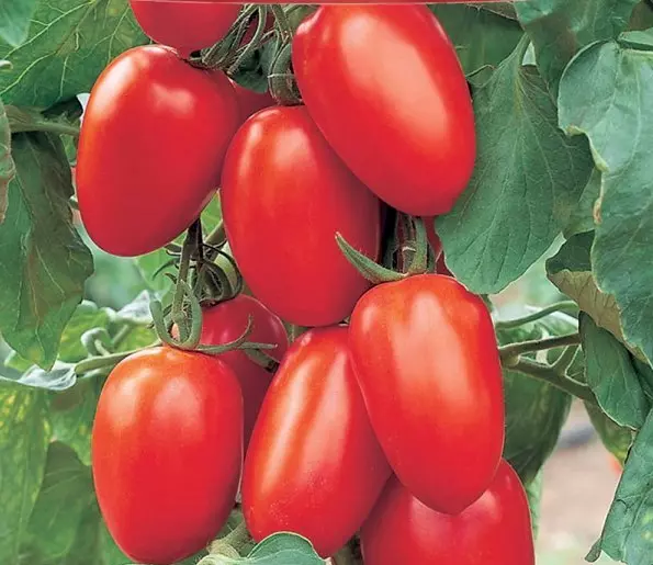 Tomatensamen *Romatomate Pozzano frühe ernte Eiertomate  20+ Samen