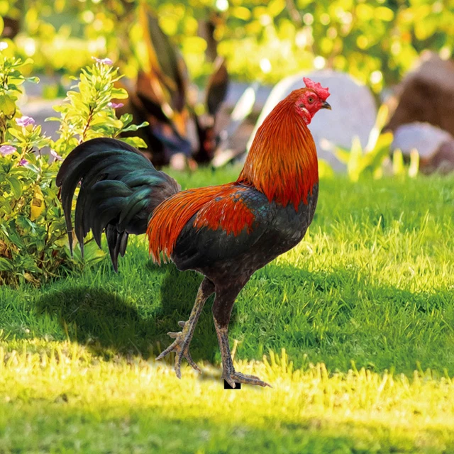 6 Pcs hen yard stakes Chicken Yard Stake Garden Rooster Animal Stake Orname 3