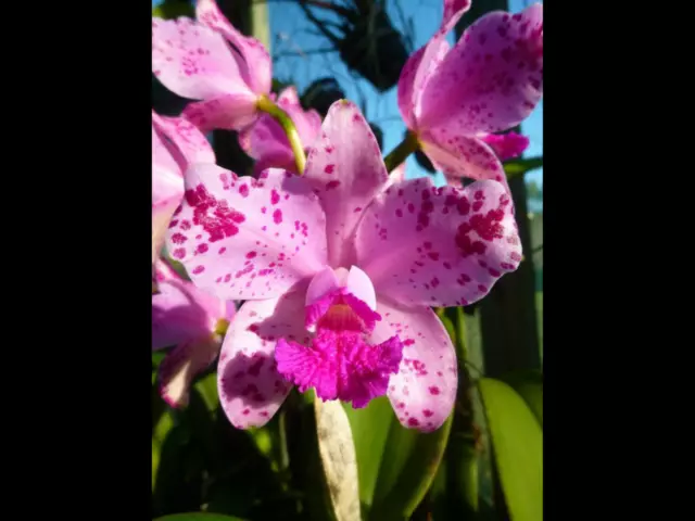 Cattleya amethystoglossa Pink Powder Puff Orchid Species