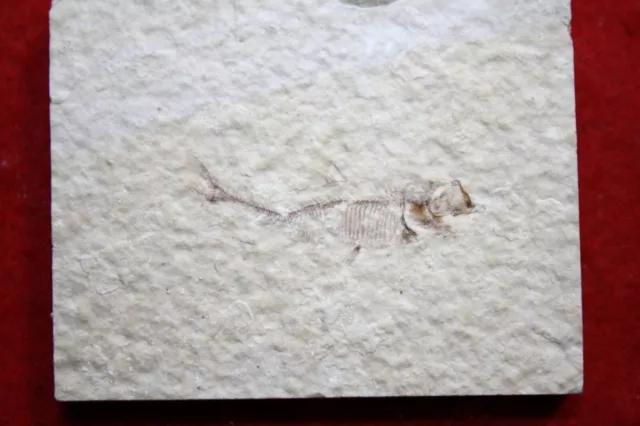 Eozän Grüner Fluss Schieferfisch Fossil auf Matrix - Knightia Alta Juvenile #31 3