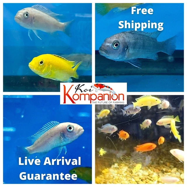 3/5/10X Assorted African Cichlids (sm) 1-2" Cichlid Koi Kompanion Free Shipping