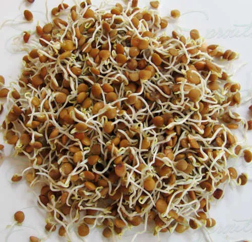 Organic Sprouting Seeds Red Lentil  40 / 200 & 400Gm