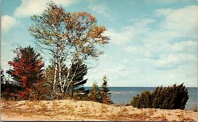 Michigan's Great Lakes Shoreline Michigan Scenic Lake Silver Birch Postcard
