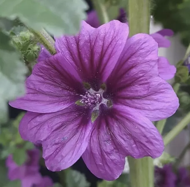 Violet Danish Hollyhock Flower Seeds - Garden Seeds - Fresh Seeds