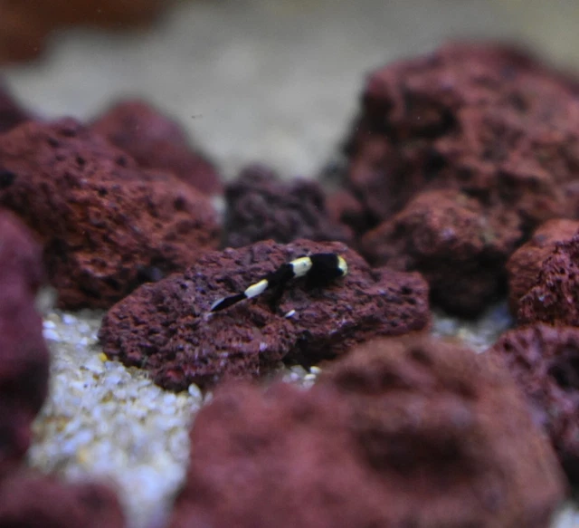 Live Panda Loach (Pack of 3 Rare Nano Freshwater Aquarium Fish) *PLS READ DESCR* 7