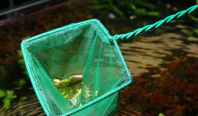 Catch Pawfly Fish Plastic Small Aquarium Inch Net Fine Nets