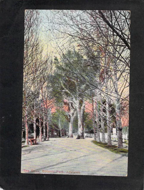 B3495 Australia SA The drive Botanic Park Adelaide vintage postcard