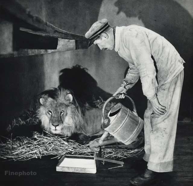 1955 ROBERT DOISNEAU Vintage LION KEEPER Zoo Animal Paris France Photo