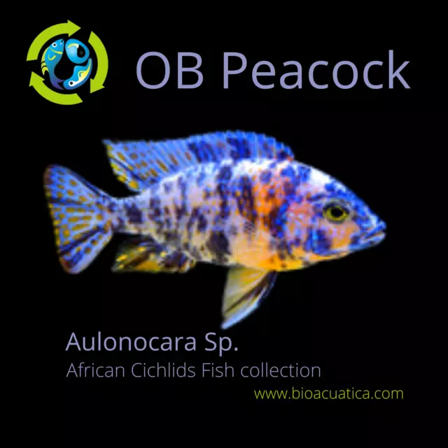 BEAUTIFUL OB PEACOCK (Aulonocara Sp) 1.5 TO 2 INCHES UNSEXED