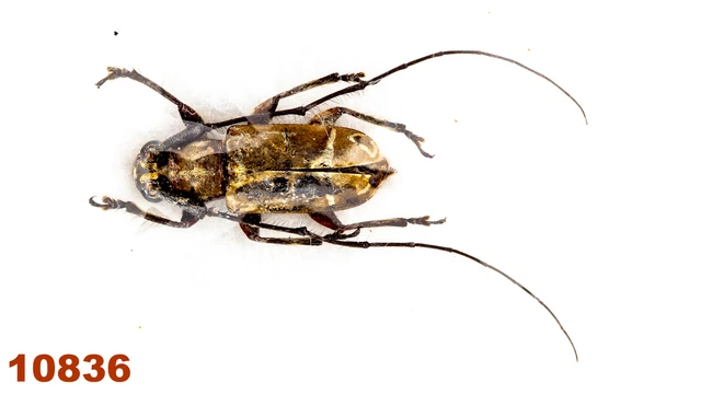Cerambycidae: Lamiinae sp.  A1, 12 mm, 1 pc