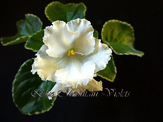 African Violet LEAF POT "Cajun's Bridal Show"