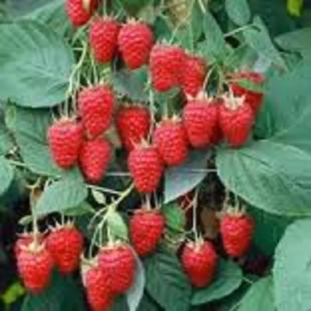 10 x raspberry canes Cascade Delight  Bare Root  Plants