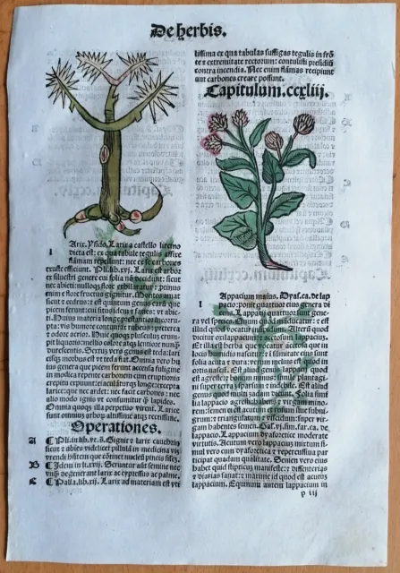 Original Post Inkunabel Hortus Sanitatis Koloriert Insekten Lärche Venedig 1511