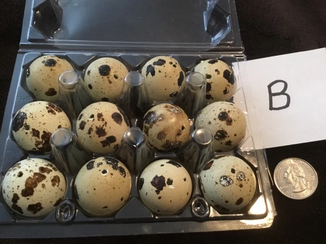 Lote B de 12 huevos de codorniz codorniz color natural real soplados un agujero artesanías de Pascua