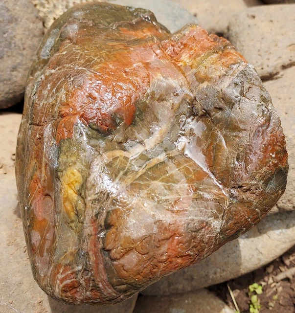 5lbs Colorful Raw Petrified Silicified Wood Fossil Limb Cast Umpqua Valley ORE