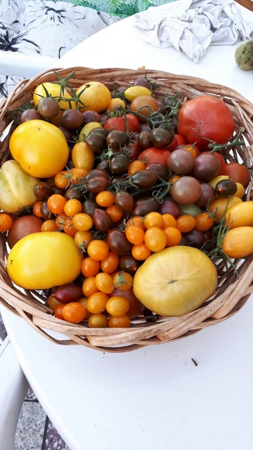 8 TOMATENPFLANZEN,ALTE SORTEN EUR 20,00 PicClick DE