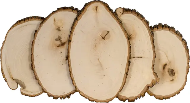 Rustic Basswood round Medium with Live Edge Wood (Pack of 12) - for Wood Burning