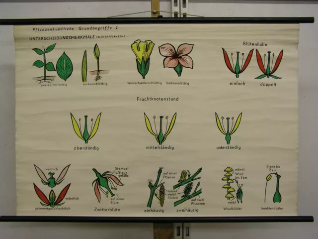 Schulwandkarte Wandkarte Pflanzenkunde Blumen Pflanzen Gärtner Florist 96x65cm